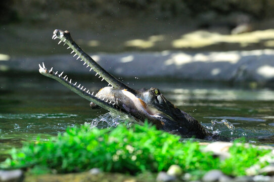 Gavial du Gange