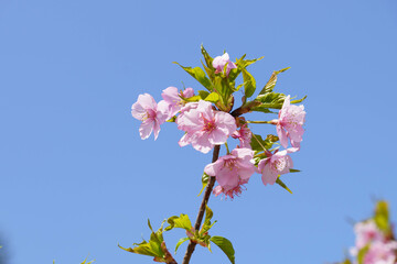 早咲きの安行桜が満開に咲いた