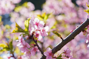早咲きの安行桜が満開に咲いた
