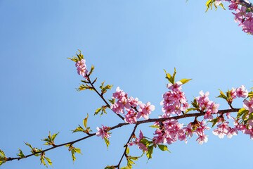 早咲きの安行桜が満開に咲いた