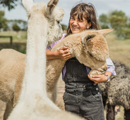 child girl feeding an alpaca on natural background, llama on a farm, domesticated wild animal cute...