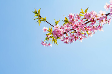 早咲きの安行桜が満開に咲いた