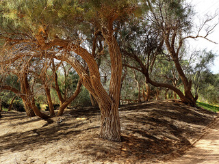 Fototapeta premium Trees in the Northern Negev