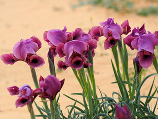 Wild irises bloom in the desert