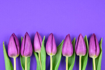 Purple tulips in a row on a purple background frame stock images. Spring fresh floral decoration...