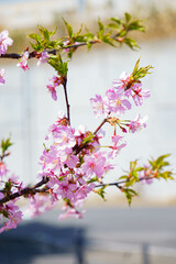 早咲きの安行桜が満開に咲いた