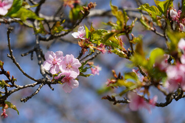 早崎の河津さくらが綺麗に咲きました