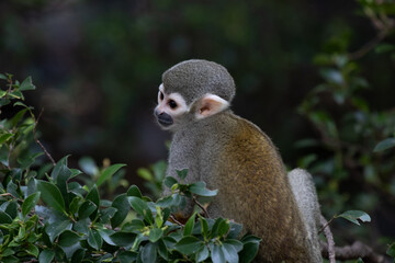 Close up Common Squirrel Monkey, Saimiri Sciureus
