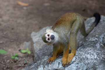 Close up Common Squirrel Monkey, Saimiri Sciureus