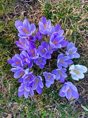 meadow of colored crocuses in the city center in March