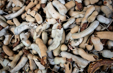 Tamarind harvested from the plant and placed in a stack.