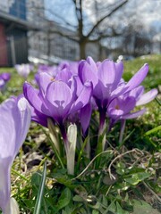 meadow of colored crocuses in the city center in March