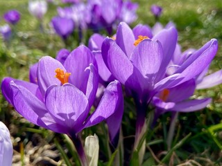 meadow of colored crocuses in the city center in March