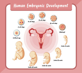 Human embryonic development in human infographic