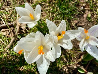 meadow of colored crocuses in the city center in March