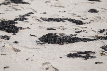 Close up seaside shore view of black seaweed. Photo taken on a autumn day.