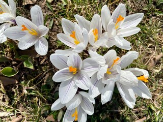 meadow of colored crocuses in the city center in March