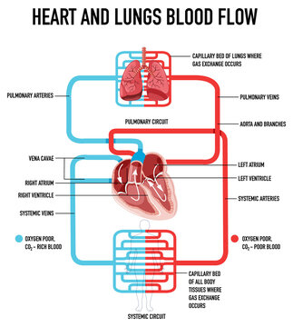 Diagram showing heart and lungs blood flow