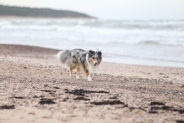 Beautiful blue merle shetland sheepdog standing on shoreside with many small rocks near baltic sea....