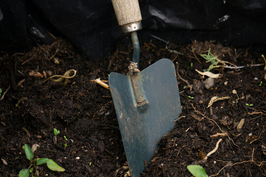 Primo piano di una paletta, zappetta che raccoglie il terriccio dove piantare nuove erbe aromatiche