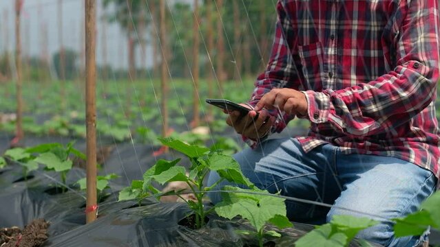 Farmers typing on a smartphone in a cucumber garden. Take a picture of a cucumber tree. The use of technology in agriculture
