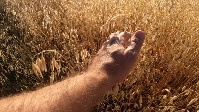 Farmer touching oat crops in field, close up of hand