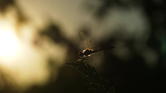 Libellule soleil