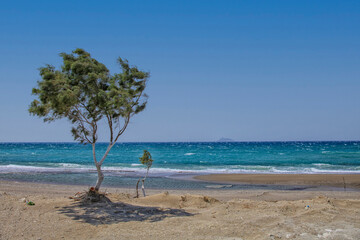 Olive tree on beach