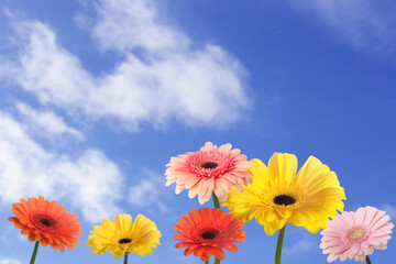 Many colorful gerbera flowers under blue sky on sunny day