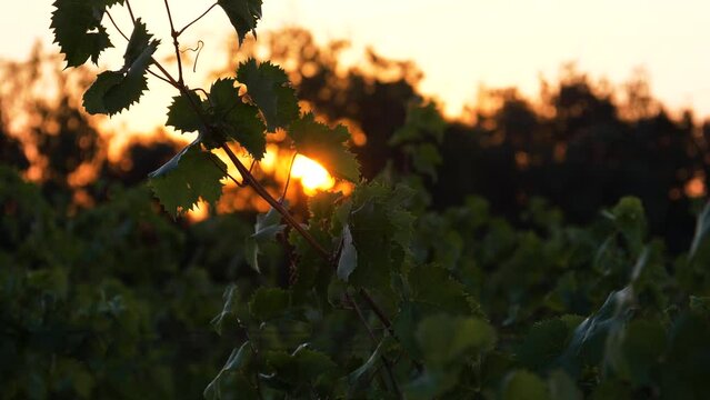 Vignes matin