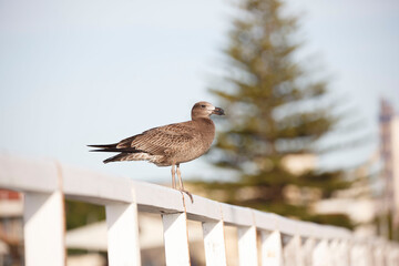 brown Australian seagull known as 'Pacific Gull