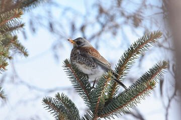 Turdus pilaris sit on tree
Fieldfare sit on branch Volgograd region, Russia.