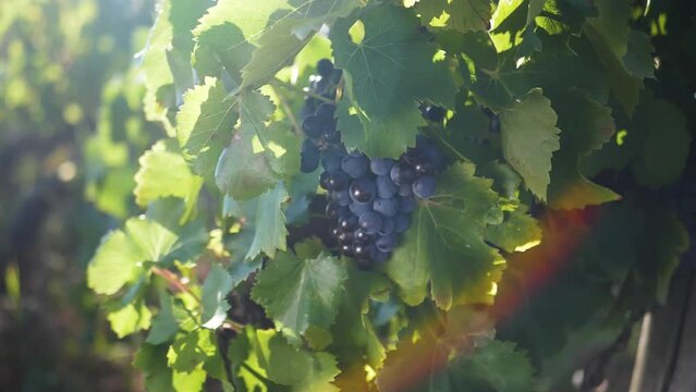 Raisin lev&eacute; de soleil