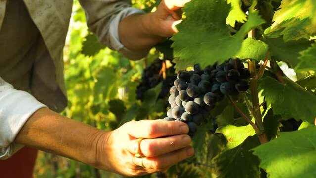 Raisin v&eacute;rification