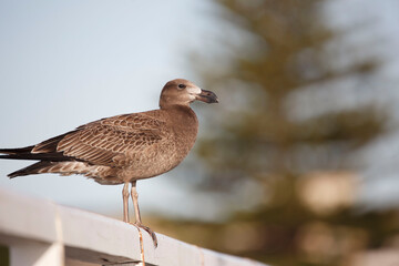 brown Australian seagull known as 'Pacific Gull" found at the beach in Adelaide, South Australia