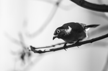 Black and white image of White-spectacled bulbul perched on a branch.