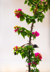 Paper Flower (Bougainvillea glabra) and a Bulbul bird hiding behind.