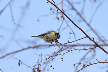 Cyanistes caeruleus sit on tree
Eurasian blue tit sit on branch Volgograd region, Russia.