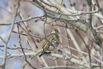 Turdus viscivorus sit on tree
Mistle thrush sit on branch Volgograd region, Russia.
