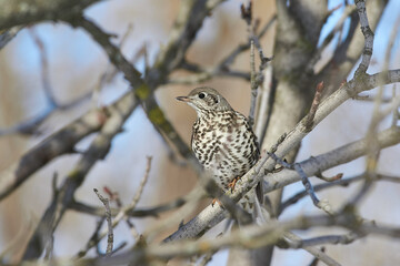 Turdus viscivorus sit on tree
Mistle thrush sit on branch Volgograd region, Russia.