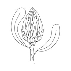Hand drawn flower Protea on a white isolated background. Doodle, simple outline illustration. It can be used for decoration of textile, paper and other surfaces.