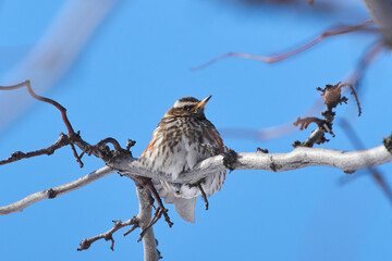 Turdus iliacus sit on tree
Redwing sit on branch Volgograd region, Russia.