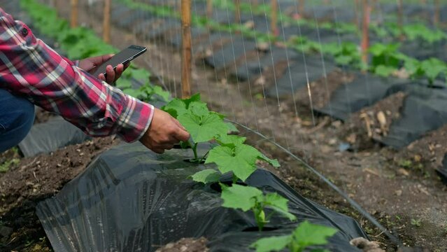Farmers typing on a smartphone in a cucumber garden. Take a picture of a cucumber tree. The use of technology in agriculture