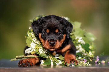 rottweiler puppy portrait with summer flowers