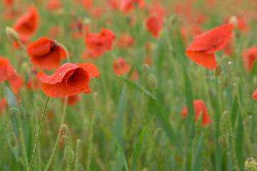 Beautiful red shining poppies after a thunderstorm. Rain drops on the flowers