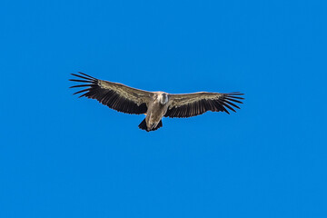 Griffon vulture, Gyps fulvus in Monfrague National Park. Extremadura, Spain