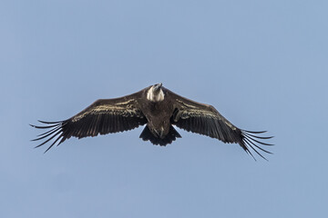 Griffon vulture, Gyps fulvus in Monfrague National Park. Extremadura, Spain