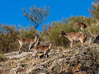The Iberian ibex, Capra pyrenaica in the Gredos mountains near Navacepeda, Castile Leon Spain