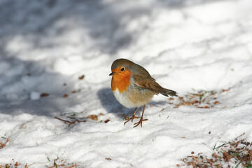 Erithacus rubecula sit on ground
European robin, robin, robin redbreast sit on snow Volgograd region, Russia