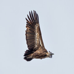 Griffon vulture, Gyps fulvus in Monfrague National Park. Extremadura, Spain